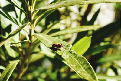 Close-up of insect on plant