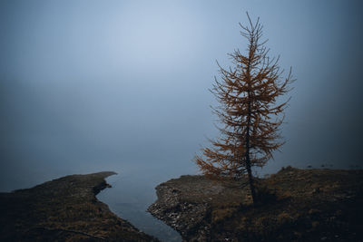 Low angle view of trees against sky