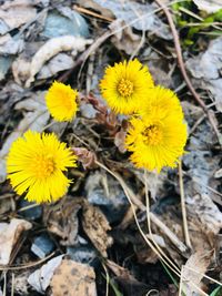 Close-up of yellow flowering plant on field