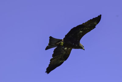 Low angle view of eagle flying against clear blue sky