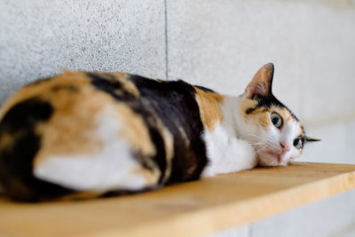 Close-up of a cat resting