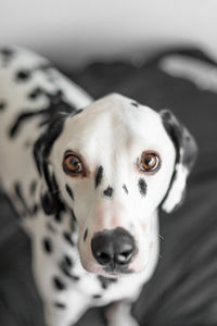 Close-up portrait of dog