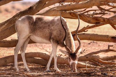 Side view of kudu outdoors