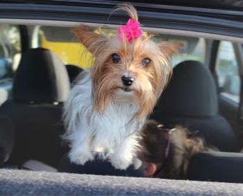 Dog sitting in car