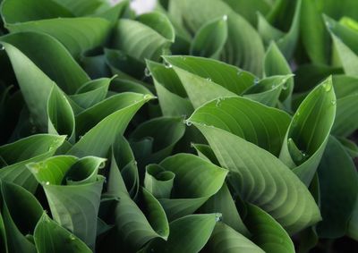 Full frame shot of green leaves