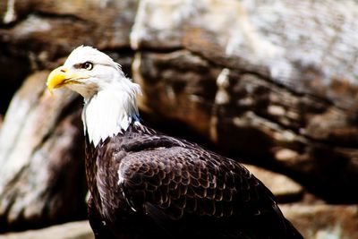 Close-up of eagle against blurred background