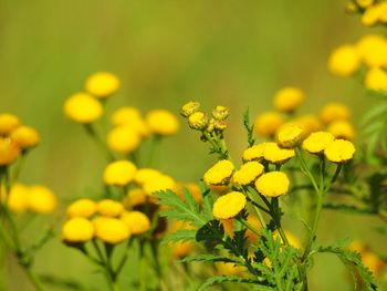 Close-up of yellow flowering plants on field