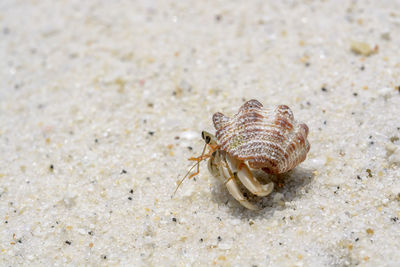 Close-up of crab on sand at beach