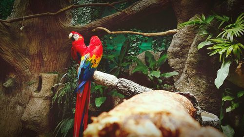 Scarlet macaws perching on tree