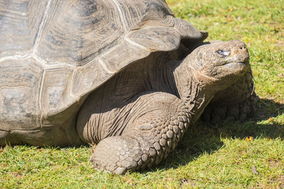 Close-up of turtle on field