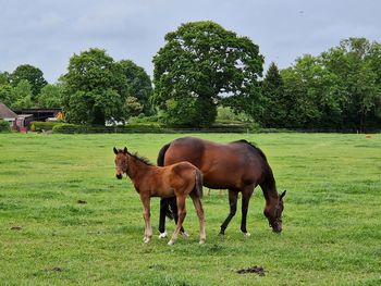 Horse grazing on field