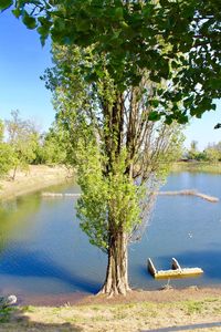 Scenic view of lake against trees