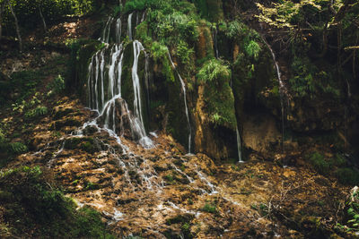 Scenic view of waterfall in forest