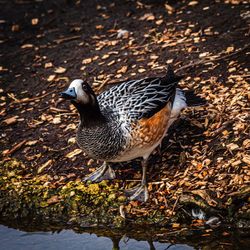 High angle view of mallard duck