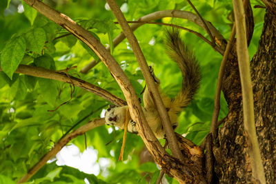 Close-up of a bird on branch