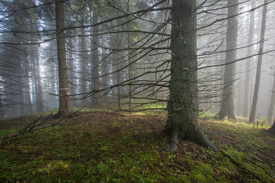 Trees in forest