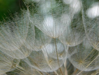 Close-up of plant