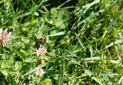 Close-up of bee perching on flower