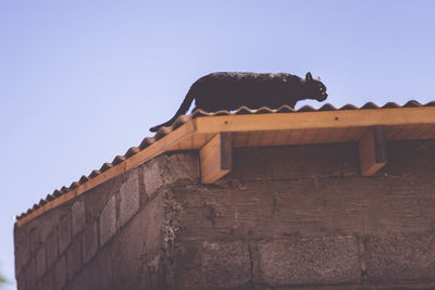 Low angle view of bird perching on roof against sky