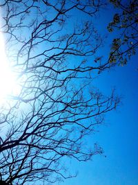 Low angle view of bare trees against blue sky