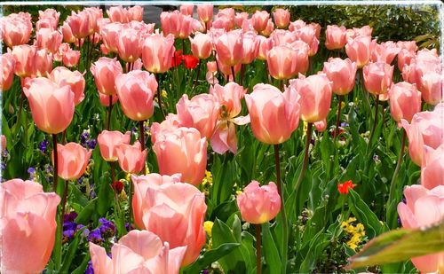 Close-up of tulips blooming in field