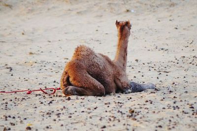 View of camel in desert