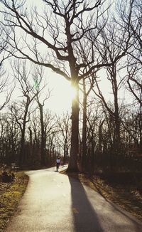 Sun shining through trees