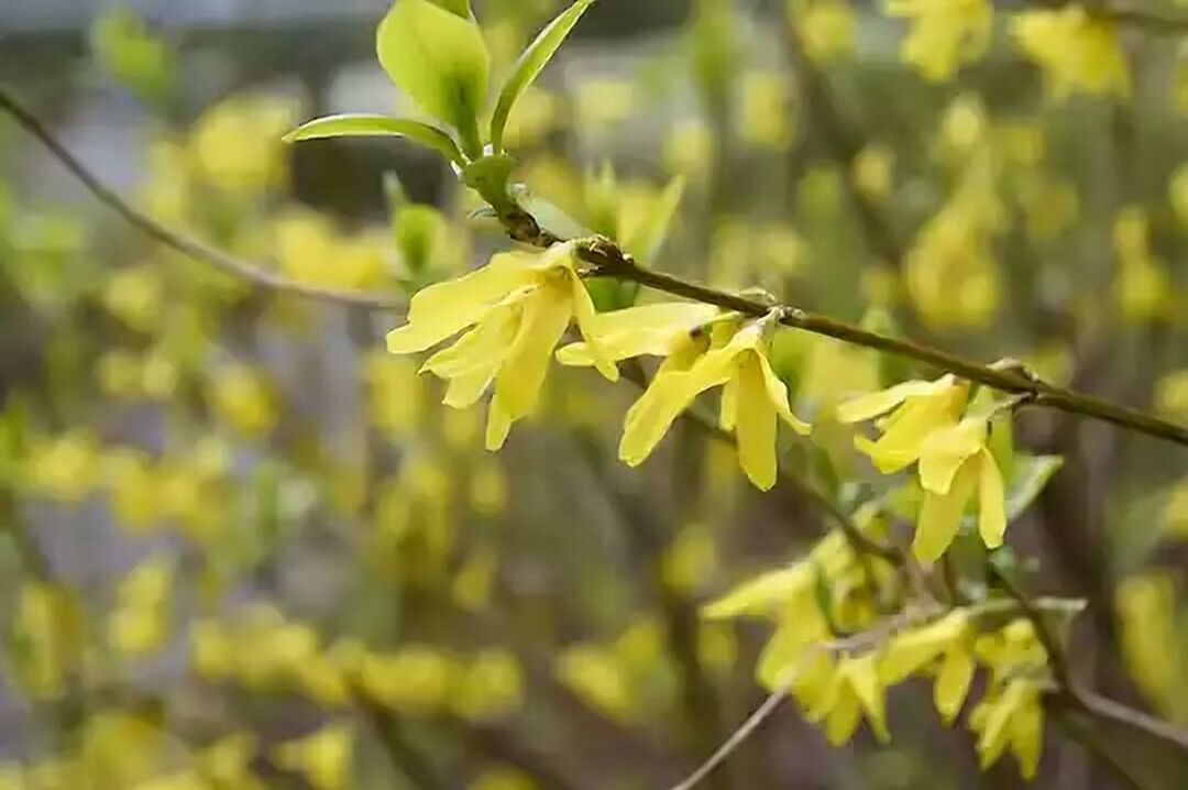 yellow, branch, growth, close-up, fruit, nature, no people, outdoors, tree, fragility, day, freshness, beauty in nature