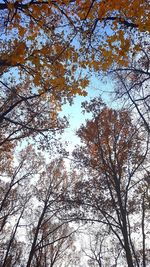 Low angle view of trees in forest