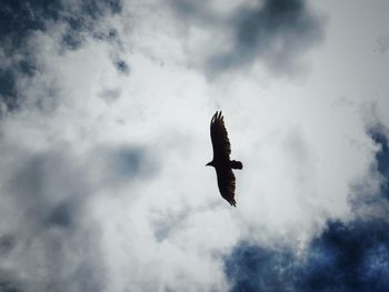 Low angle view of eagle flying against sky