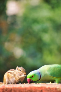 Close-up of parrot eating food