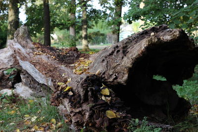 Trees growing on tree stump in forest