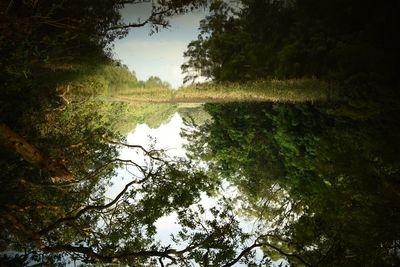 Reflection of trees in lake against sky