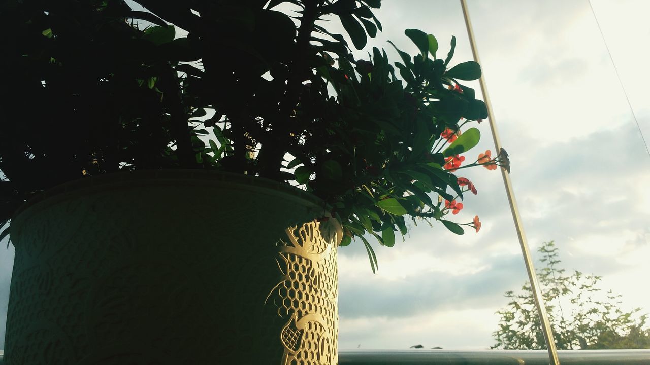 LOW ANGLE VIEW OF TREES AGAINST SKY