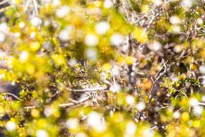 Close-up of spider on tree