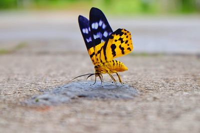 Close-up of butterfly on leaf