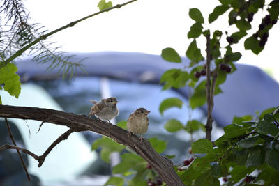 Low angle view of bird perching on branch