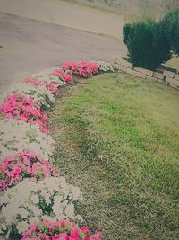 Pink flowers blooming on field