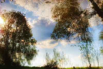 Low angle view of trees against sky