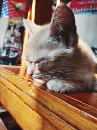 Close-up of cat sleeping