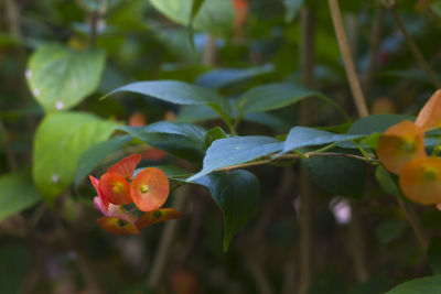 Close-up of red berries on plant