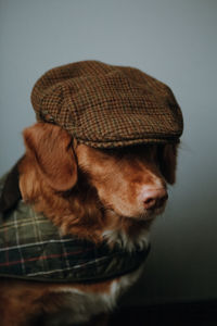 Stylish brown nova scotia duck tolling retriever in a checkered brown cap and a green cape.