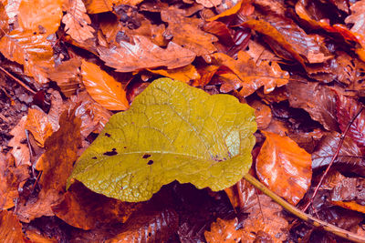 Close-up of yellow maple leaves