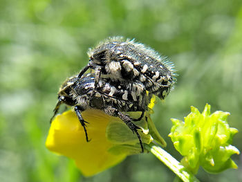 Close-up of insect on flower