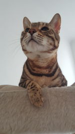 Close-up of cat sitting at home