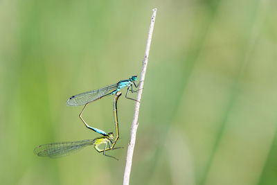 Close-up of dragonfly on grass