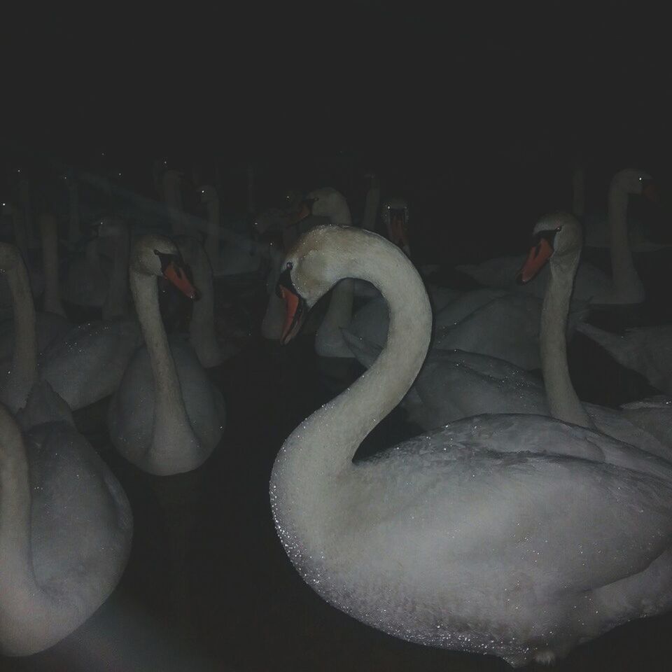 animals in the wild, no people, swimming, animal themes, water, swan, night, animal wildlife, bird, one animal, flamingo, beauty in nature, nature, outdoors, close-up