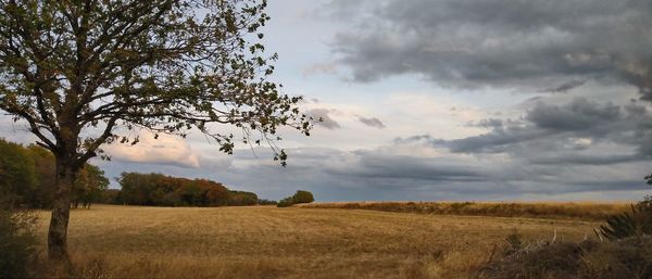 Scenic view of field against sky