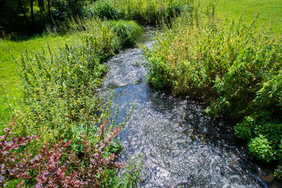 Stream flowing through a forest