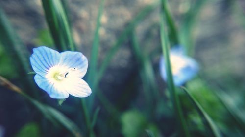 Close-up of white flowers blooming outdoors